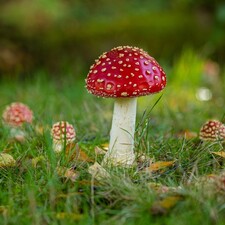 Welt der Pilze / Foto: © Jonathan Fieber Welt der Pilze